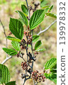 The young seeds of witch hazel that ripen in early summer 139978332