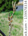 The young seeds of witch hazel that ripen in early summer 139978334