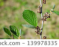 The young seeds of witch hazel that ripen in early summer 139978335