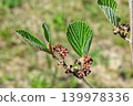 The young seeds of witch hazel that ripen in early summer 139978336