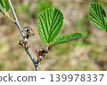 The young seeds of witch hazel that ripen in early summer 139978337