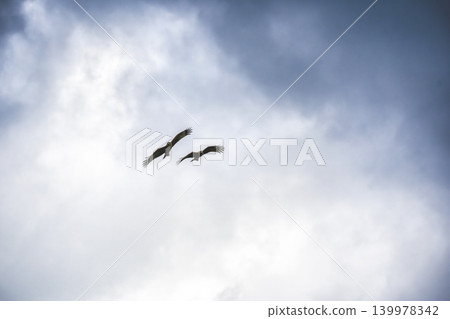 Two kites gliding against a backdrop of clouds. Two kites gliding against a backdrop of clouds. 139978342