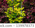 A tree with young yellow leaves sprouting in the spring season 139978373
