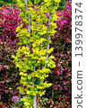 A tree with young yellow leaves sprouting in the spring season 139978374