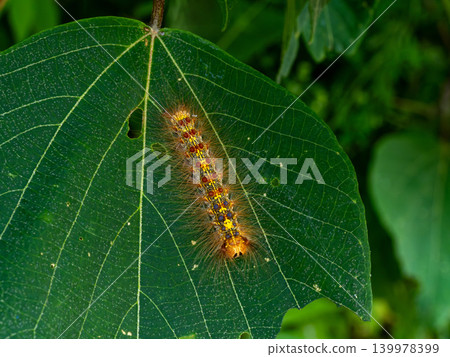 Gypsy moth larvae on the surface of leaves Gypsy moth larvae on the surface of leaves 139978399