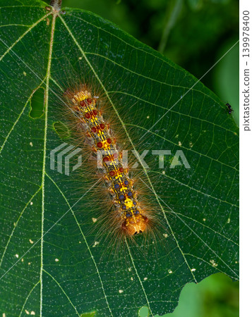 Gypsy moth larvae on the surface of leaves Gypsy moth larvae on the surface of leaves 139978400