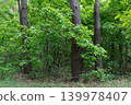 green deciduous forest on a sunny day 139978407