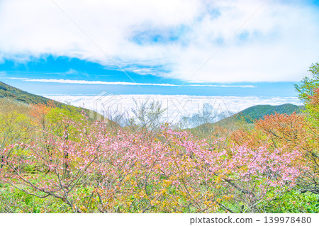 Nasu Town, Nasu District, Tochigi Prefecture: Cherry blossoms in full bloom and a sea of clouds Nasu Town, Nasu District, Tochigi Prefecture: Cherry blossoms in full bloom and a sea of clouds 139978480