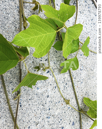 Kudzu leaves creeping up the wall Kudzu leaves creeping up the wall 139978793