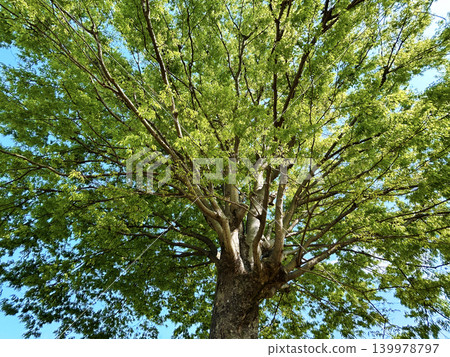 Fresh greenery shining against the blue sky Fresh greenery shining against the blue sky 139978797