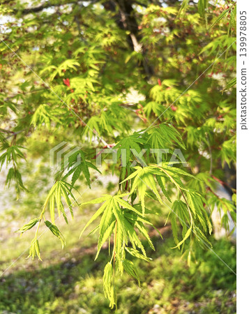 Vivid fresh green maple Vivid fresh green maple 139978805