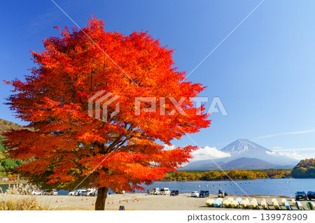 Mount Fuji and autumn foliage as seen from Lake Shoji: A spectacular view of the Fuji Five Lakes in autumn. Mount Fuji and autumn foliage as seen from Lake Shoji: A spectacular view of the Fuji Five Lakes in autumn. 139978909