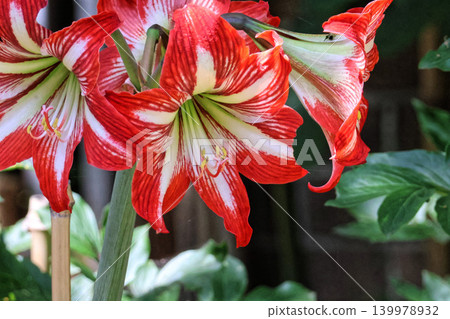 Amaryllis flowers, a vibrant red color Amaryllis flowers, a vibrant red color 139978932