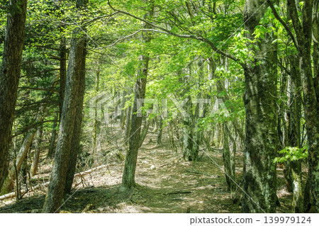 A quiet hiking trail surrounded by vibrant new greenery. A quiet hiking trail surrounded by vibrant new greenery. 139979124