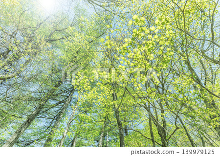Looking up at the fresh green leaves and sunlight filtering through the trees into the blue sky. Looking up at the fresh green leaves and sunlight filtering through the trees into the blue sky. 139979125