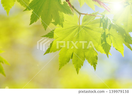The fresh green leaves of the maple tree are translucent in the sunlight. 139979138