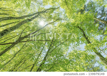以廣角鏡頭仰望一片山毛櫸林,林中樹葉翠綠欲滴。 以廣角鏡頭仰望一片山毛櫸林,林中樹葉翠綠欲滴。 139979149