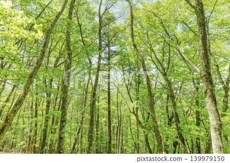 以廣角鏡頭仰望一片山毛櫸林,林中樹葉翠綠欲滴。 以廣角鏡頭仰望一片山毛櫸林,林中樹葉翠綠欲滴。 139979150