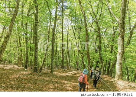 The back view of a hiker walking along a mountain trail adorned with fresh greenery. The back view of a hiker walking along a mountain trail adorned with fresh greenery. 139979151