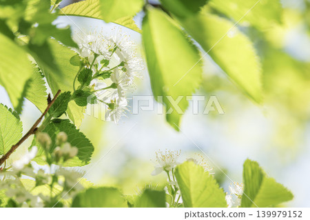 嫩白的花朵在翠綠的葉片間綻放。 嫩白的花朵在翠綠的葉片間綻放。 139979152