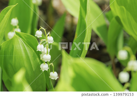 The lovely lily-of-the-valley flowers bloom in clusters. The lovely lily-of-the-valley flowers bloom in clusters. 139979153