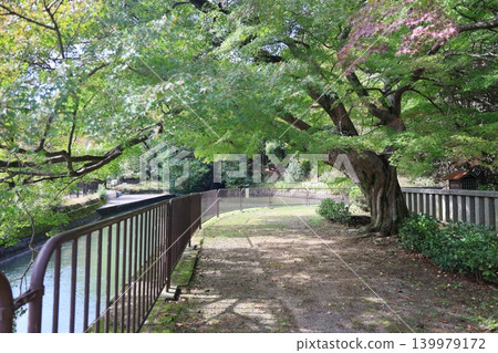 Path surrounded by trees Path surrounded by trees 139979172