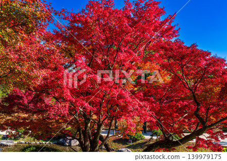 [Special Place of Scenic Beauty] Ritsurin Garden: Late Autumn Scenery - Autumn Leaves and Senkan Pond 4, Takamatsu City, Kagawa Prefecture 139979175