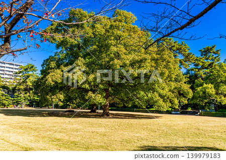 [Special Place of Scenic Beauty] Ritsurin Garden: Late Autumn Scenery - Lawn Area and Camphor Trees, Takamatsu City, Kagawa Prefecture 139979183