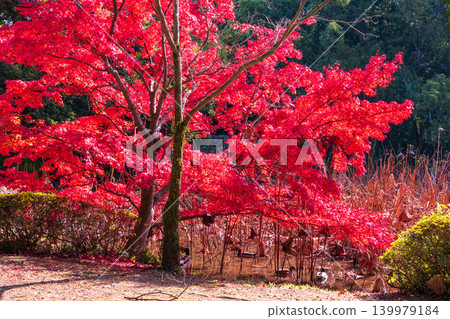 [Special Place of Scenic Beauty] Ritsurin Garden: Late Autumn Scenery - Autumn Leaves and Ducks in the Lotus Pond, Takamatsu City, Kagawa Prefecture 139979184