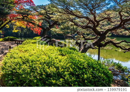 [Special Place of Scenic Beauty] Ritsurin Garden: Late Autumn Scenery - Pine Trees, Autumn Leaves, and the Duck Pond - Takamatsu City, Kagawa Prefecture 139979191