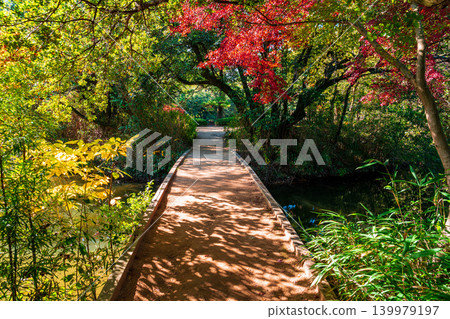 【特別風景名勝】栗林庭園：晚秋景色 - 通往多門島的橋和紅葉 - 香川縣高松市 139979197