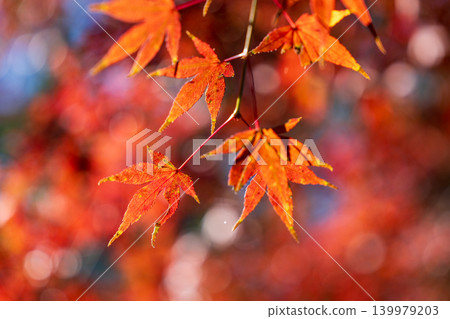 [Special Place of Scenic Beauty] Ritsurin Garden: Late Autumn Scenery - Maple Leaves (5) - Takamatsu City, Kagawa Prefecture 139979203