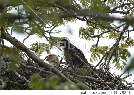 A mother and baby white-tailed eagle in their nest A mother and baby white-tailed eagle in their nest 139979206