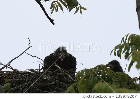Young white-tailed eagle siblings waiting to leave the nest Young white-tailed eagle siblings waiting to leave the nest 139979207