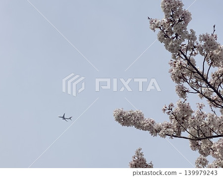Cherry blossoms in the blue sky 139979243