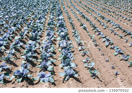 A field of red cabbage stretches out under the blue sky. A field of red cabbage stretches out under the blue sky. 139979502