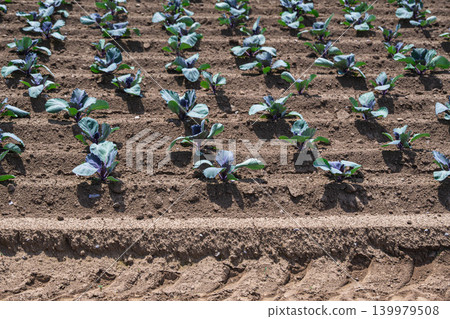 Young purple cabbage seedlings growing in a field in Shiojiri City 139979508