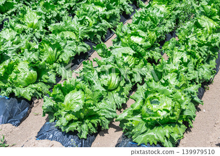 A field of fresh lettuce grown in Shiojiri City A field of fresh lettuce grown in Shiojiri City 139979510