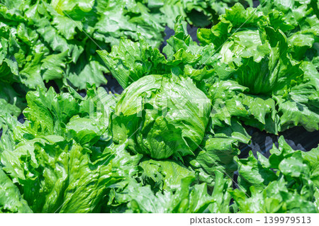 A field of fresh lettuce grown in Shiojiri City A field of fresh lettuce grown in Shiojiri City 139979513