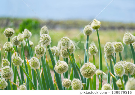 Matsumoto single leek flower head Matsumoto single leek flower head 139979516