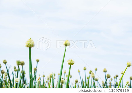 The flower heads of Matsumoto single-stemmed leeks stand out against the blue sky. The flower heads of Matsumoto single-stemmed leeks stand out against the blue sky. 139979519