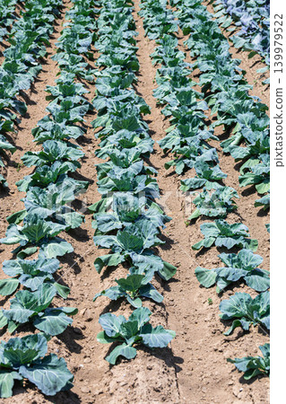 A field of cabbage stretches out under the blue sky. A field of cabbage stretches out under the blue sky. 139979522