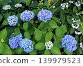 Blue hydrangea blooming in early summer 139979523