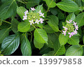 Delicate hydrangeas just beginning to bloom 139979858