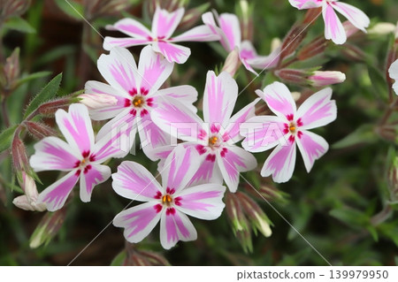 春季花園裡,粉紅花瓣、白色邊緣的苔蘚福祿考花競相綻放。 春季花園裡,粉紅花瓣、白色邊緣的苔蘚福祿考花競相綻放。 139979950