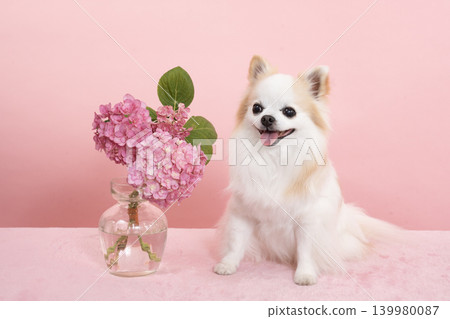 Pink background, hydrangeas, and Sammy the Chihuahua Pink background, hydrangeas, and Sammy the Chihuahua 139980087