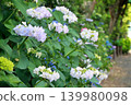 Hydrangeas blooming along a walking path in early summer 139980098