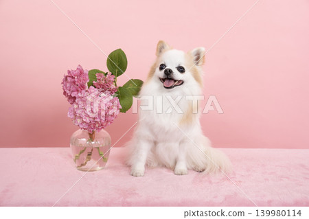 Pink background, hydrangeas, and Sammy the Chihuahua Pink background, hydrangeas, and Sammy the Chihuahua 139980114