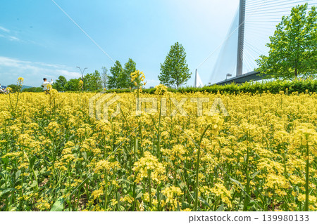Seoul, South Korea - May. 10, 2026 : Beautiful yellow canola flower fields along the Han River with Guri-Amsa Bridge in the background on a bright spring day, Guri, South Korea Seoul, South Korea - May. 10, 2026 : Beautiful yellow canola flower fields along the Han River with Guri-Amsa Bridge in the background on a bright spring day, Guri, South Korea 139980133