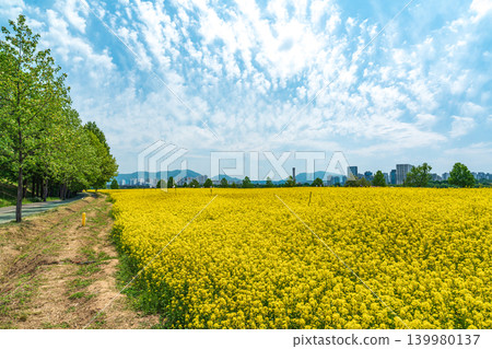 Seoul, South Korea - May. 10, 2026 : Beautiful yellow canola flower fields along the Han River with Guri-Amsa Bridge in the background on a bright spring day, Guri, South Korea Seoul, South Korea - May. 10, 2026 : Beautiful yellow canola flower fields along the Han River with Guri-Amsa Bridge in the background on a bright spring day, Guri, South Korea 139980137